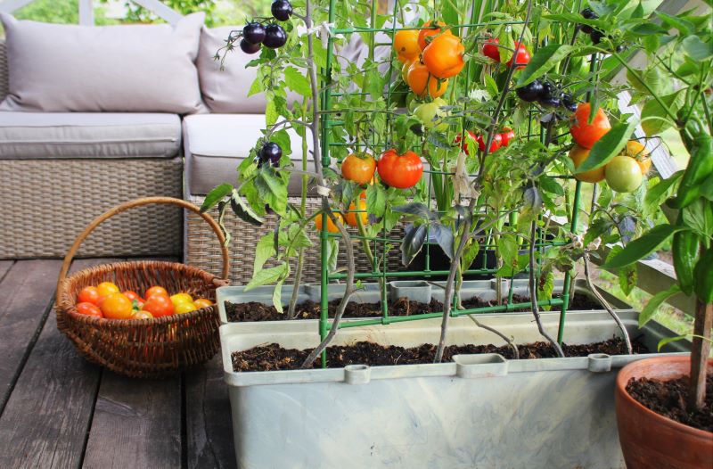 Ogród warzywny na balkonie – to da się zrobić!